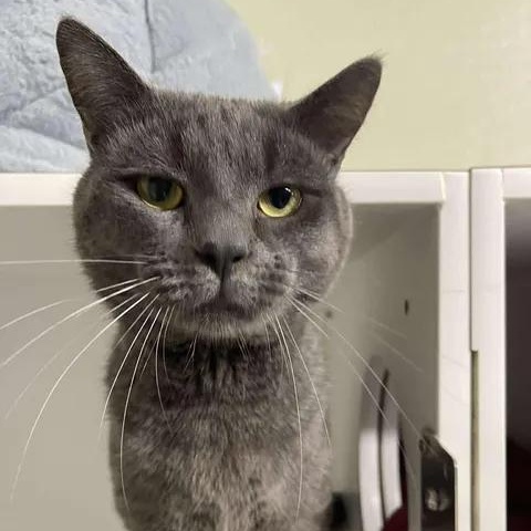 Neo, ADOPTABLE, Adult Male Domestic Short Hair.