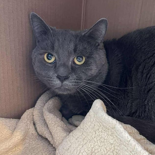 Neo, ADOPTABLE, Adult Male Domestic Short Hair.