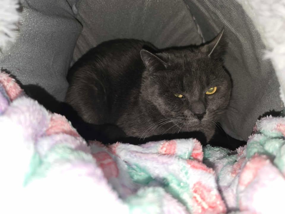 Enlarge Neo, a ADOPTABLE Domestic Short Hair in Winthrop, ME image 2/2