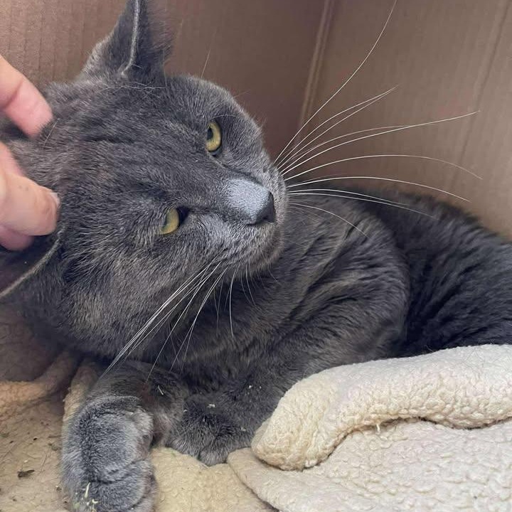Enlarge Neo, a ADOPTABLE Domestic Short Hair in Winthrop, ME image 3/3