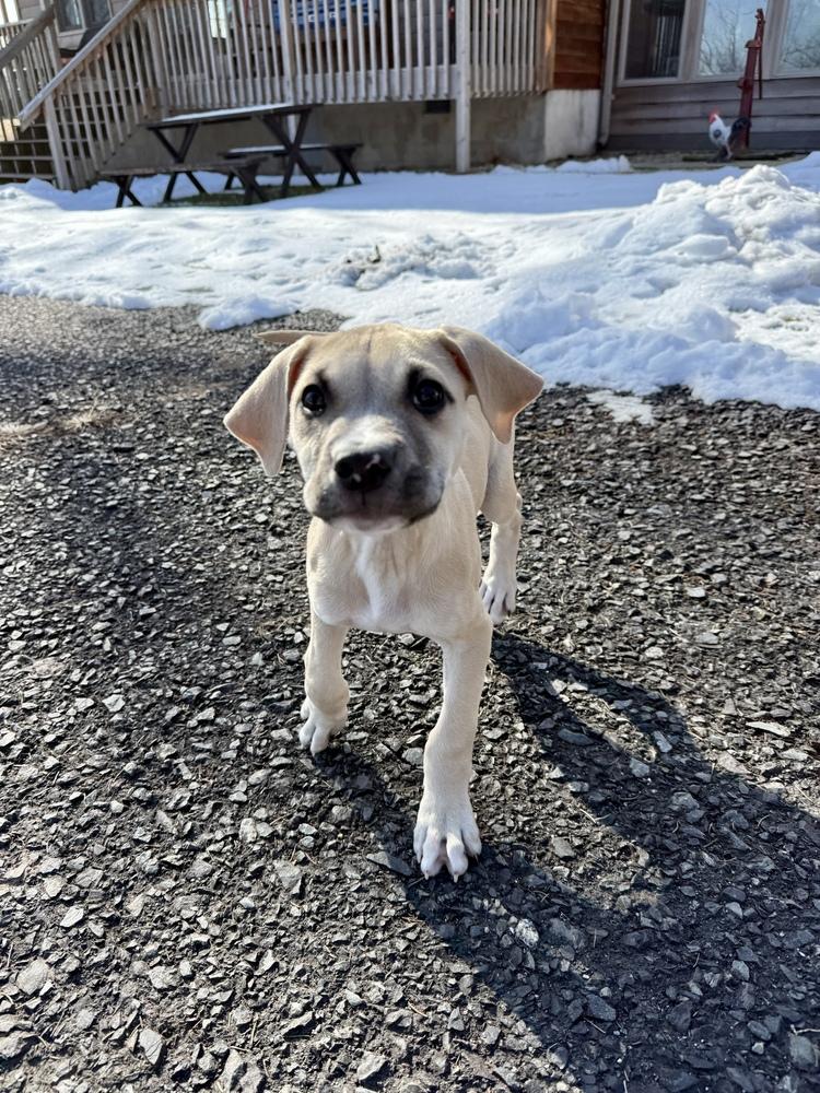 Earl Grey — thumbnail 3