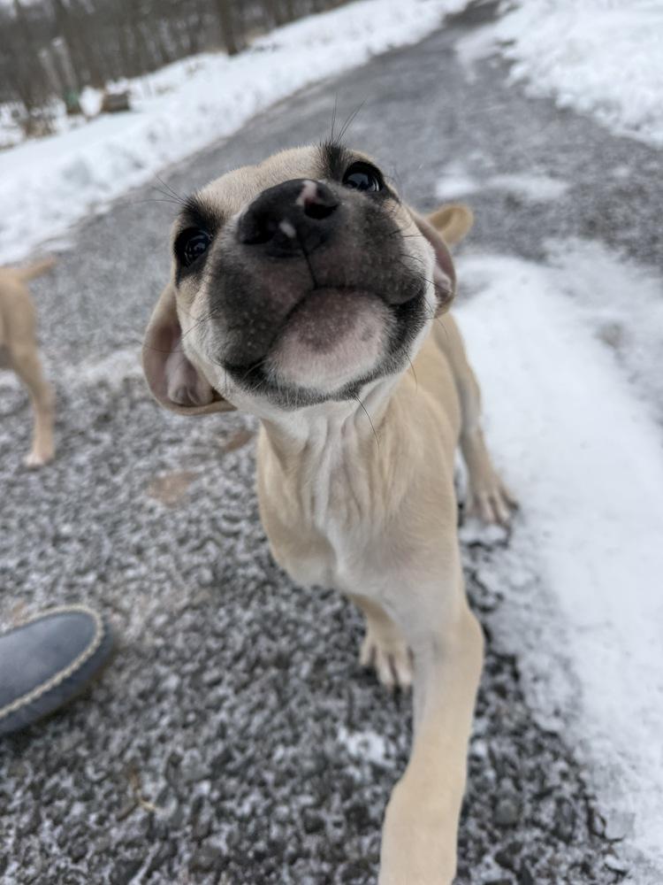 Earl Grey — thumbnail 4