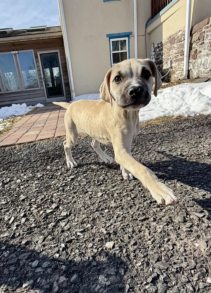 Earl Grey — thumbnail 5