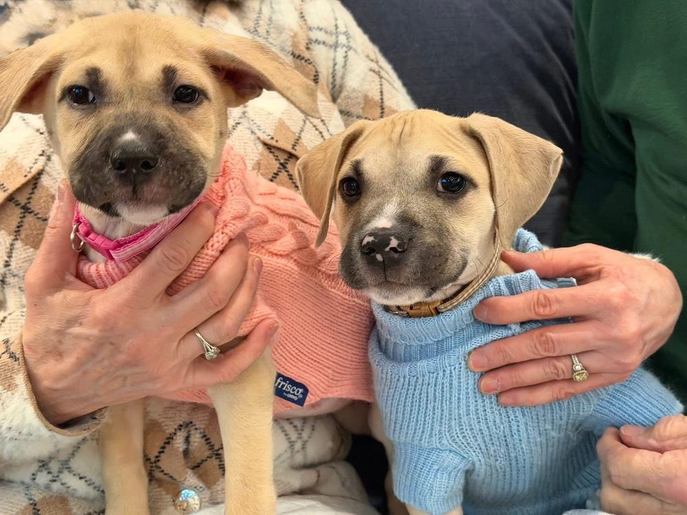 Earl Grey — thumbnail 6