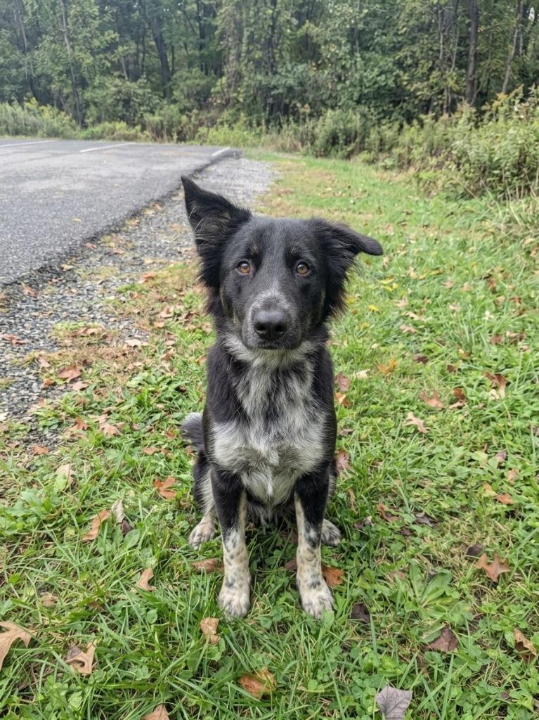 Oso, Adoptable, Young Male Shepherd.
