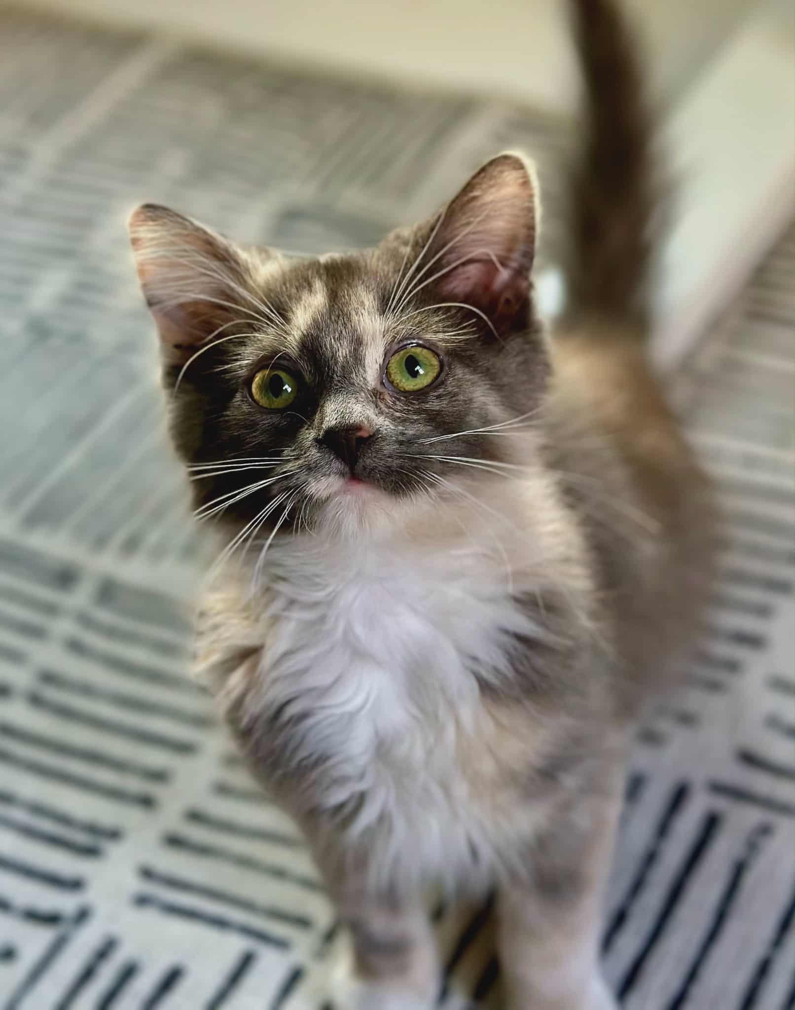 Enlarge Andarna, a ADOPTABLE Domestic Medium Hair in Belchertown, MA image 1/1