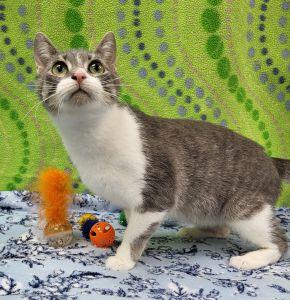 Enlarge Sezyn, a ADOPTABLE Domestic Short Hair in Bucyrus, OH image 2/4