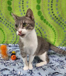 Enlarge Sezyn, a ADOPTABLE Domestic Short Hair in Bucyrus, OH image 4/4
