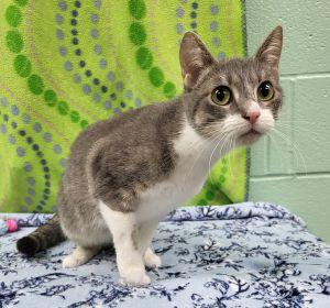 Sezyn, ADOPTABLE, Adult Female Domestic Short Hair.