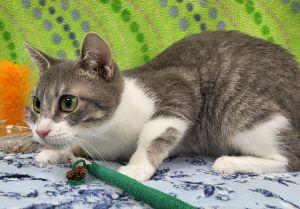 Enlarge Sezyn, a ADOPTABLE Domestic Short Hair in Bucyrus, OH image 3/4