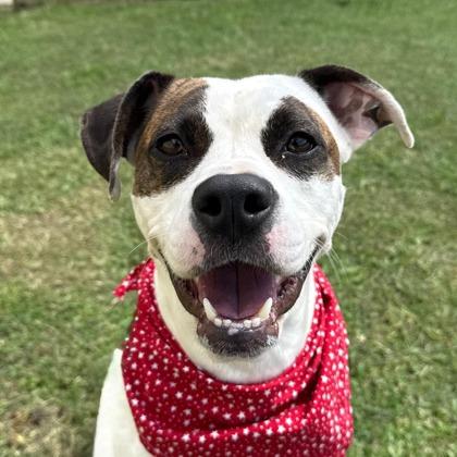 Enlarge Bubblegum, a Adoptable mixed breed in Gulfport, MS image 1/3