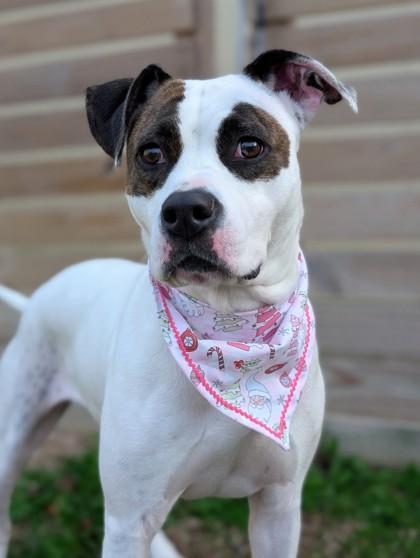 Bubblegum, Adoptable, Adult Female Boxer & Mixed Breed.
