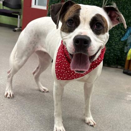 Enlarge Bubblegum, a Adoptable mixed breed in Gulfport, MS image 2/3