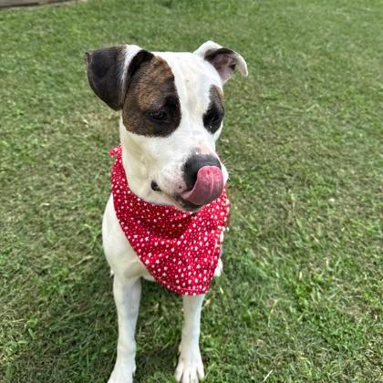 Enlarge Bubblegum, a Adoptable mixed breed in Gulfport, MS image 3/3