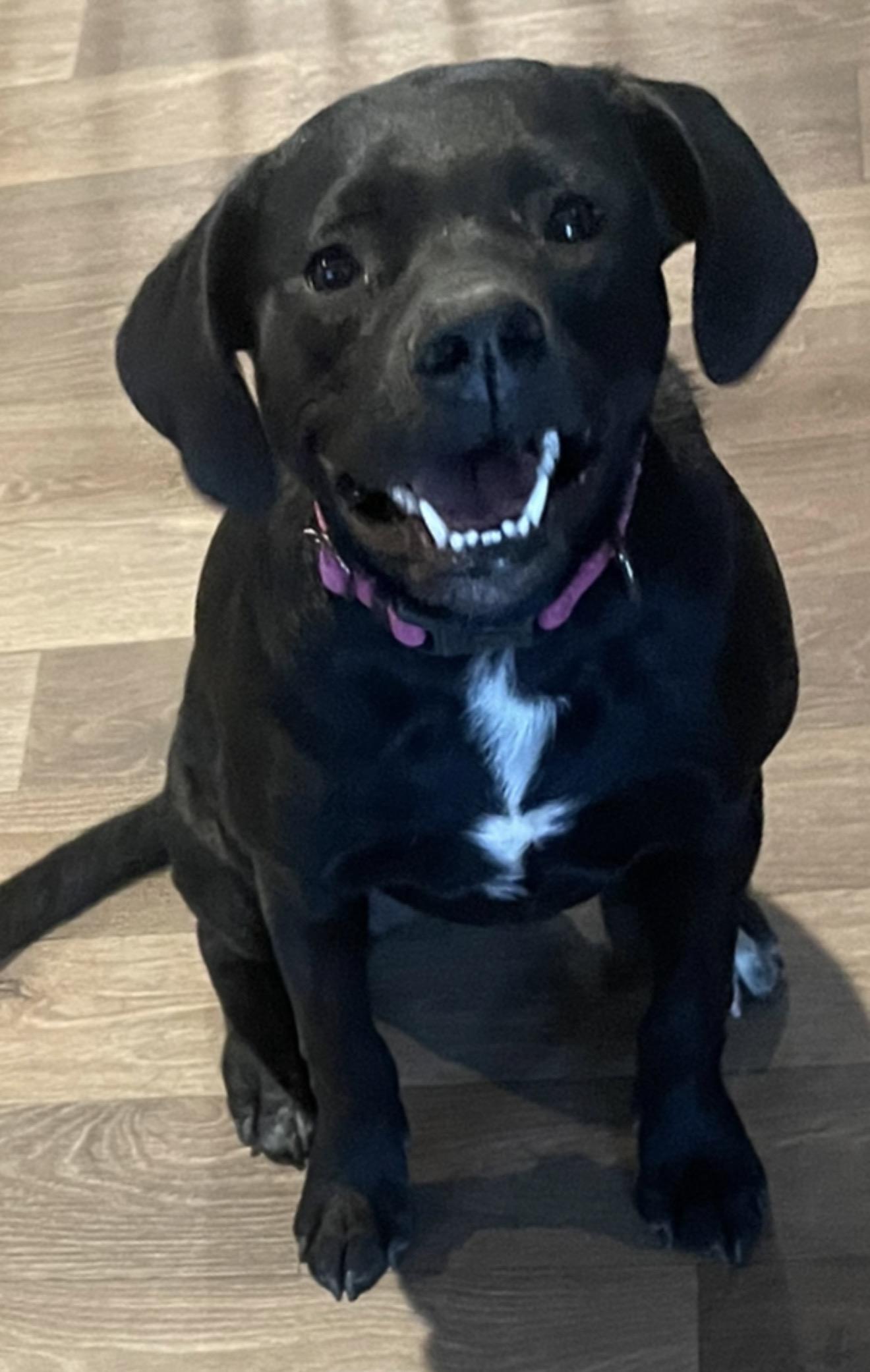 Ellie Mae “Snidely”, Adoptable, Young Female Black Labrador Retriever.