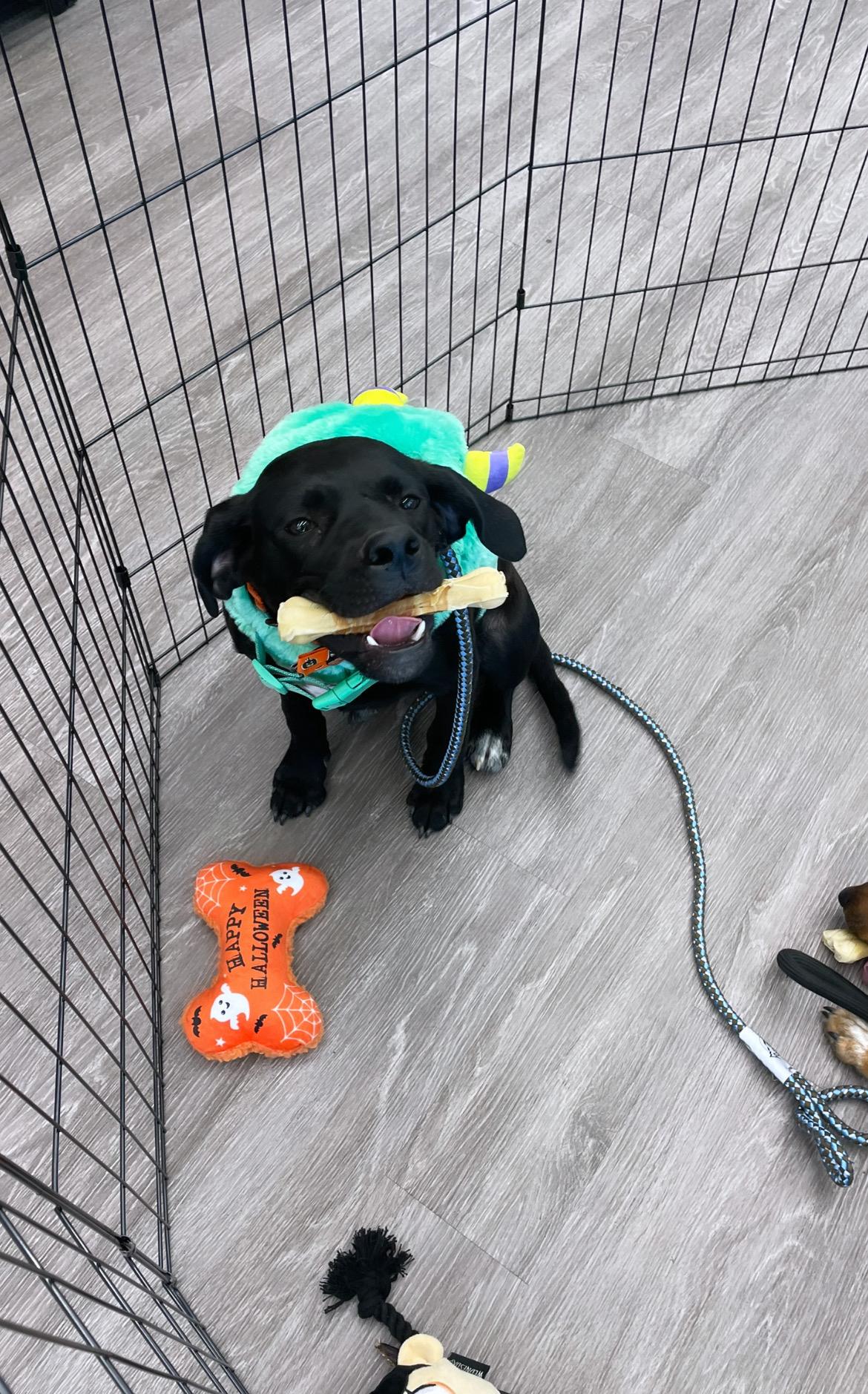 Enlarge Ellie Mae “Snidely”, a Adoptable mixed breed in Inez, TX image 4/6