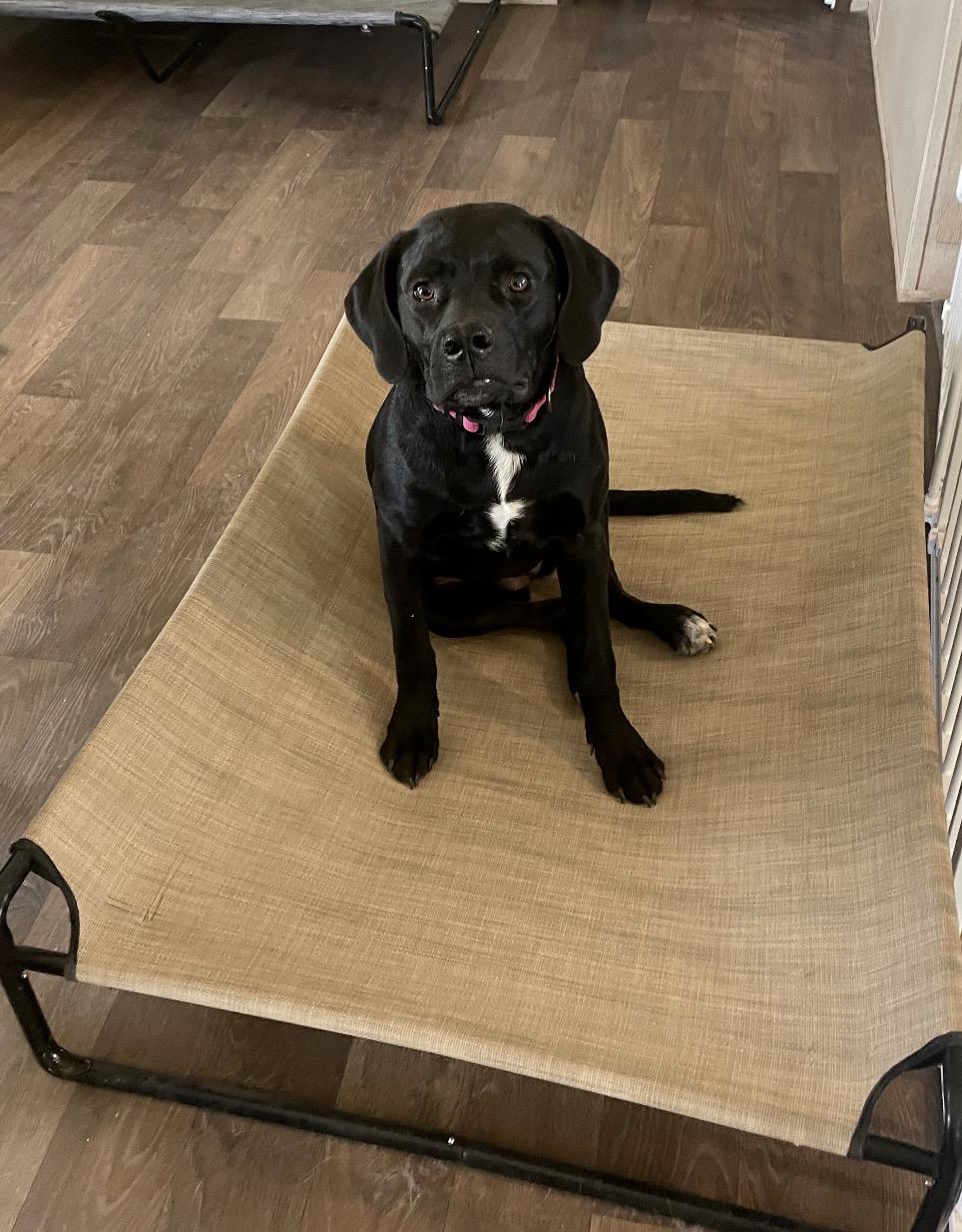 Enlarge Ellie Mae “Snidely”, a Adoptable mixed breed in Inez, TX image 6/6