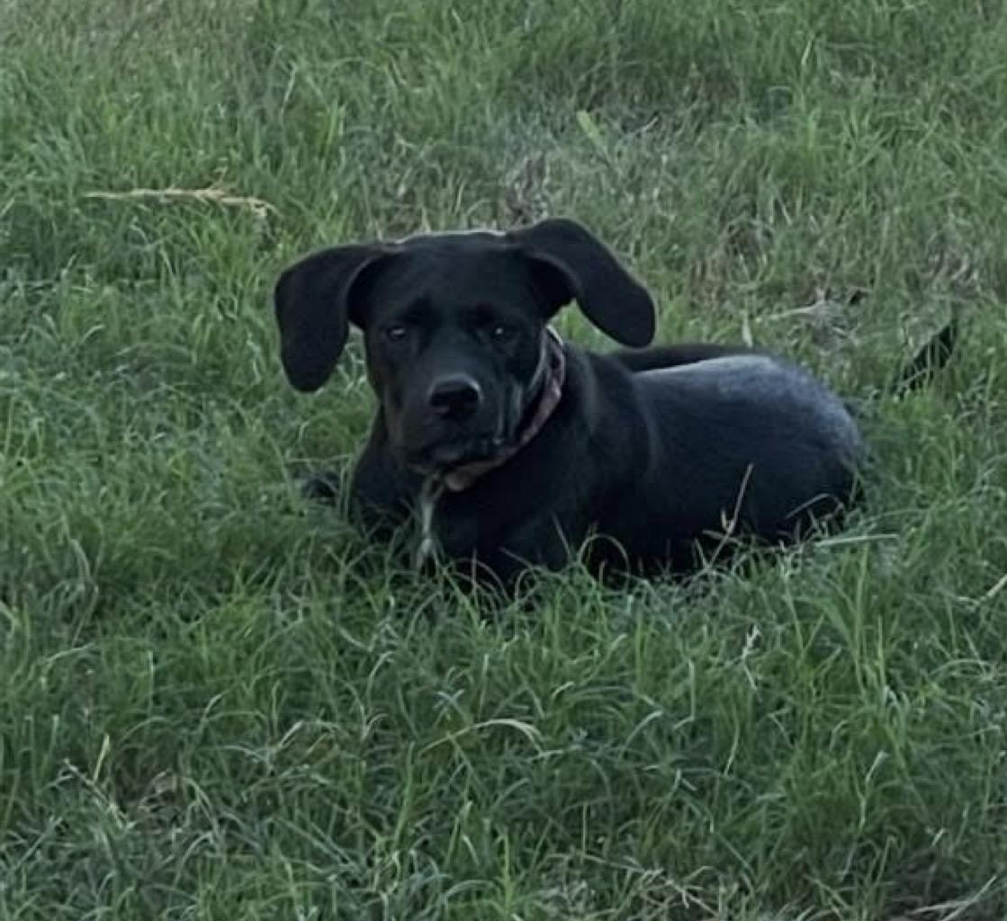 Enlarge Ellie Mae “Snidely”, a Adoptable mixed breed in Inez, TX image 5/6