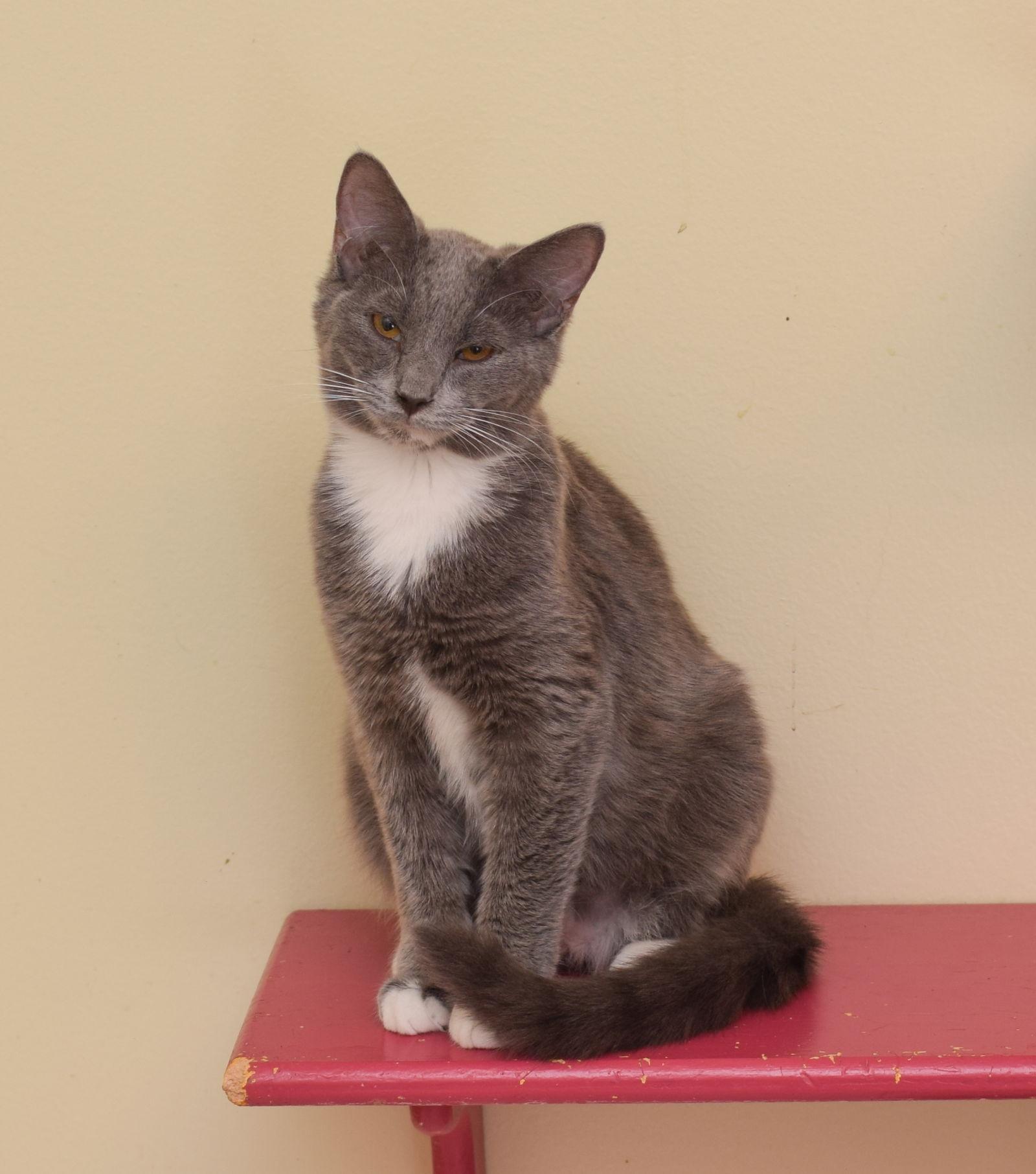 Enlarge Bobby, a Adopted Russian Blue in Hockessin, DE image 1/2