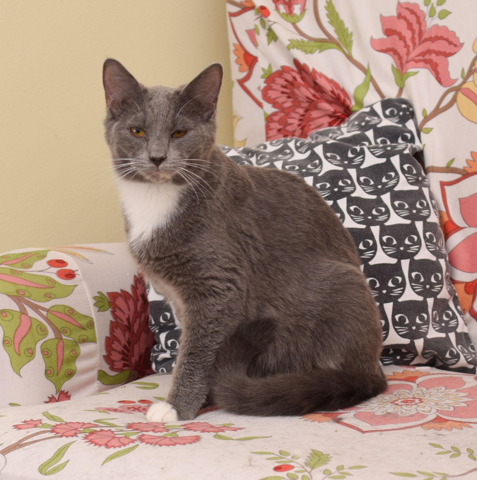 Enlarge Bobby, a Adopted Russian Blue in Hockessin, DE image 2/2