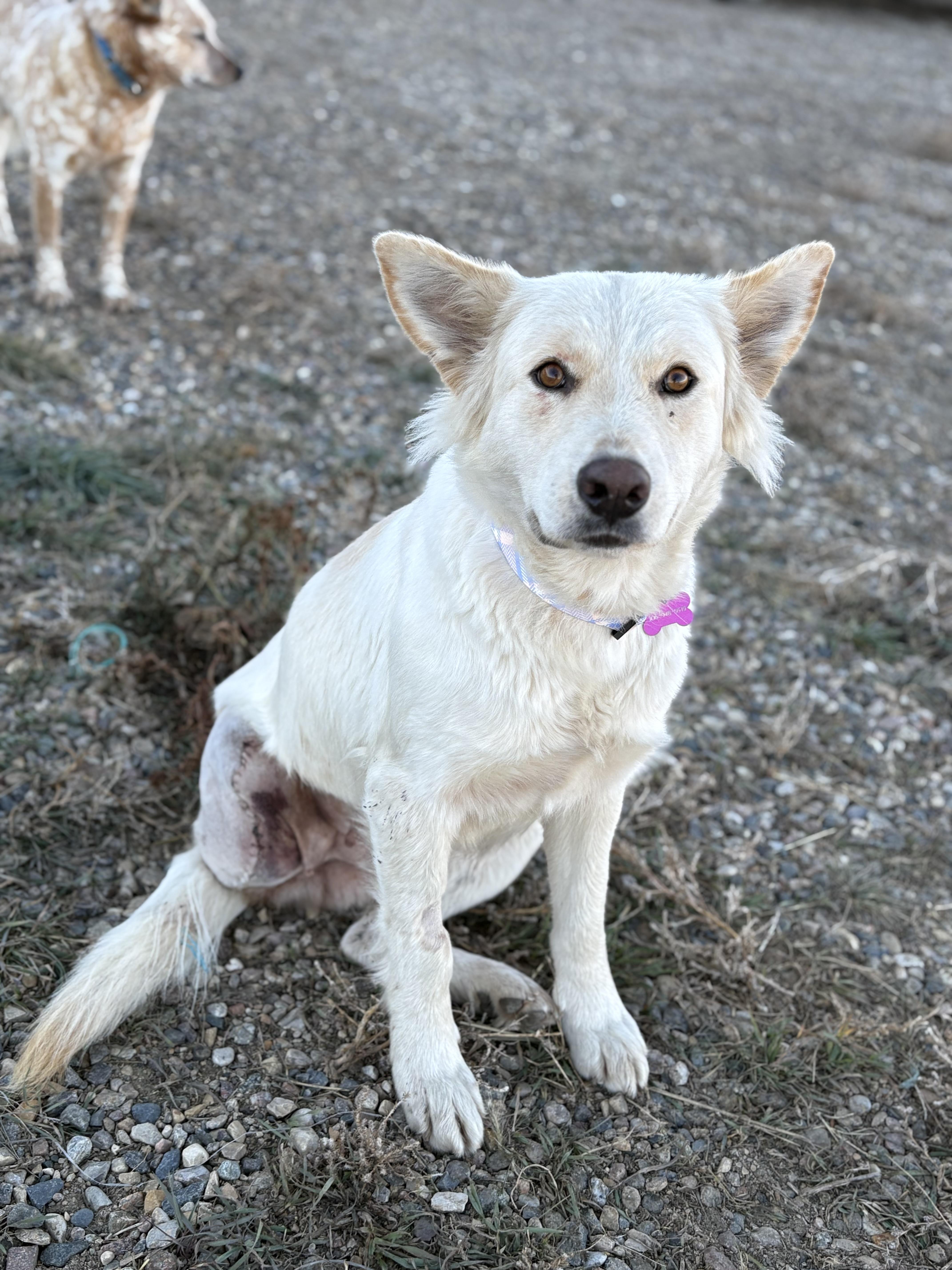 River, Adoptable, Adult Female Mixed Breed.
