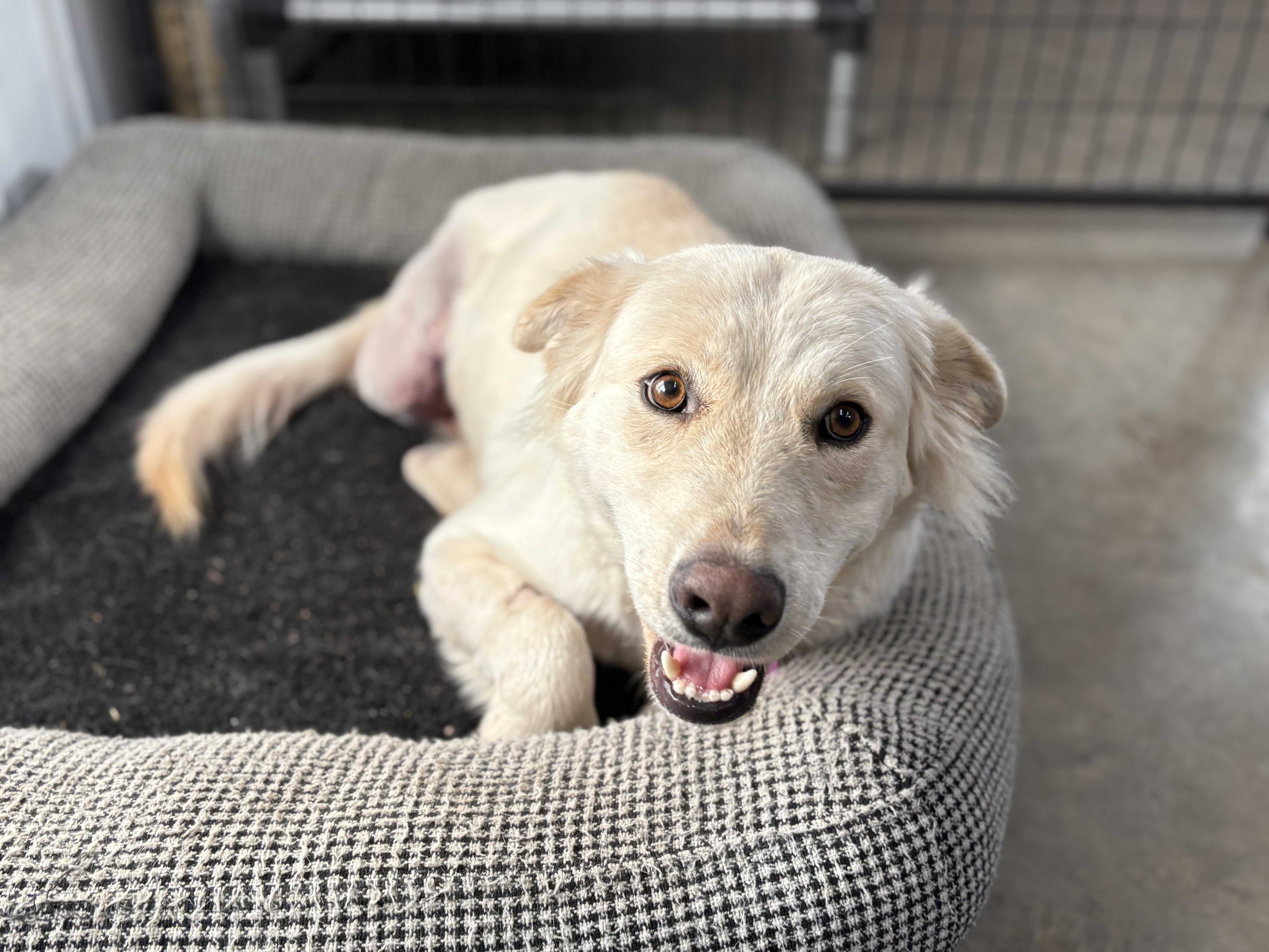 Enlarge River, a Adoptable mixed breed in Saskatoon, SK image 2/5