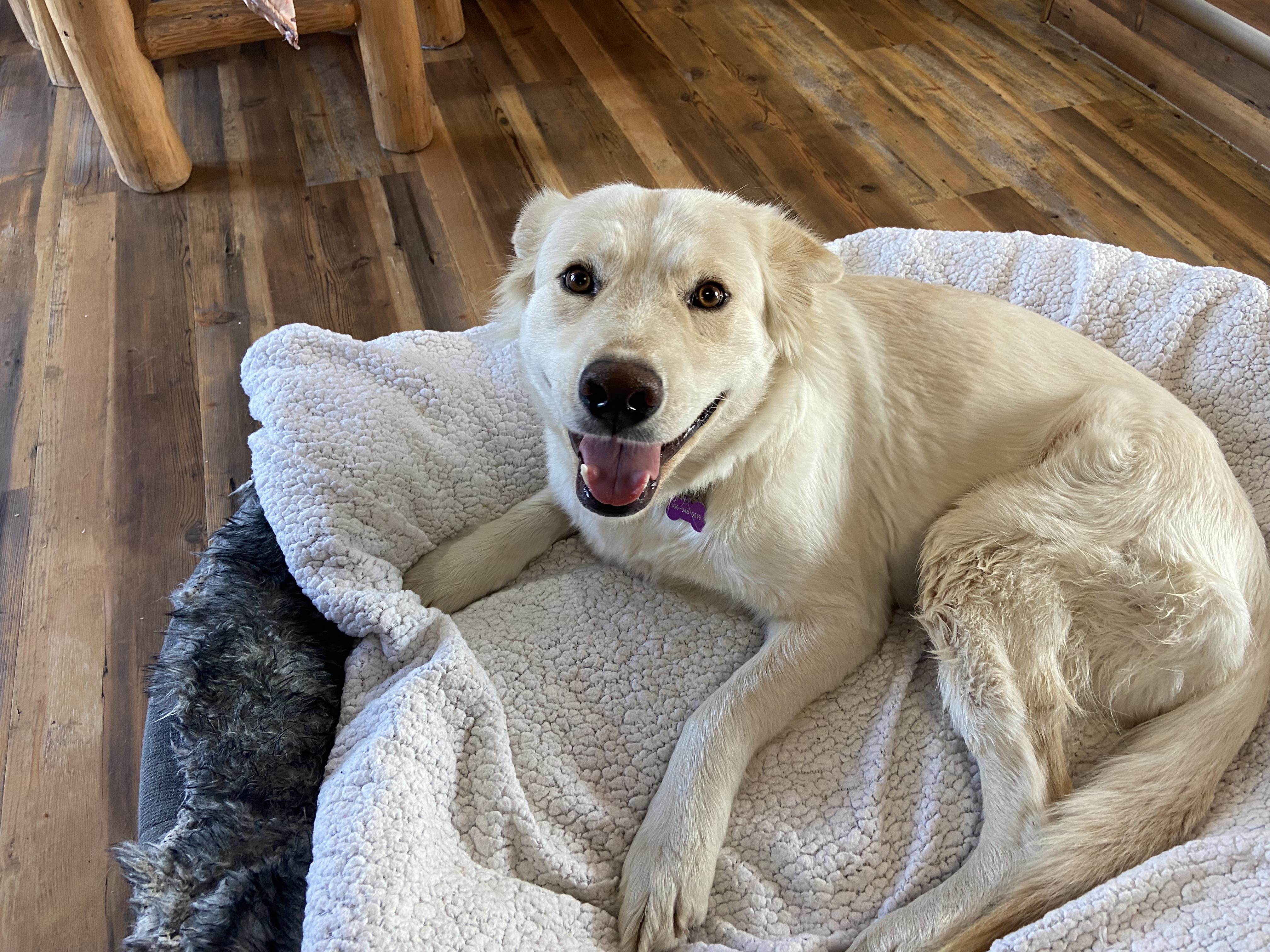 Enlarge River, a Adoptable mixed breed in Saskatoon, SK image 3/5