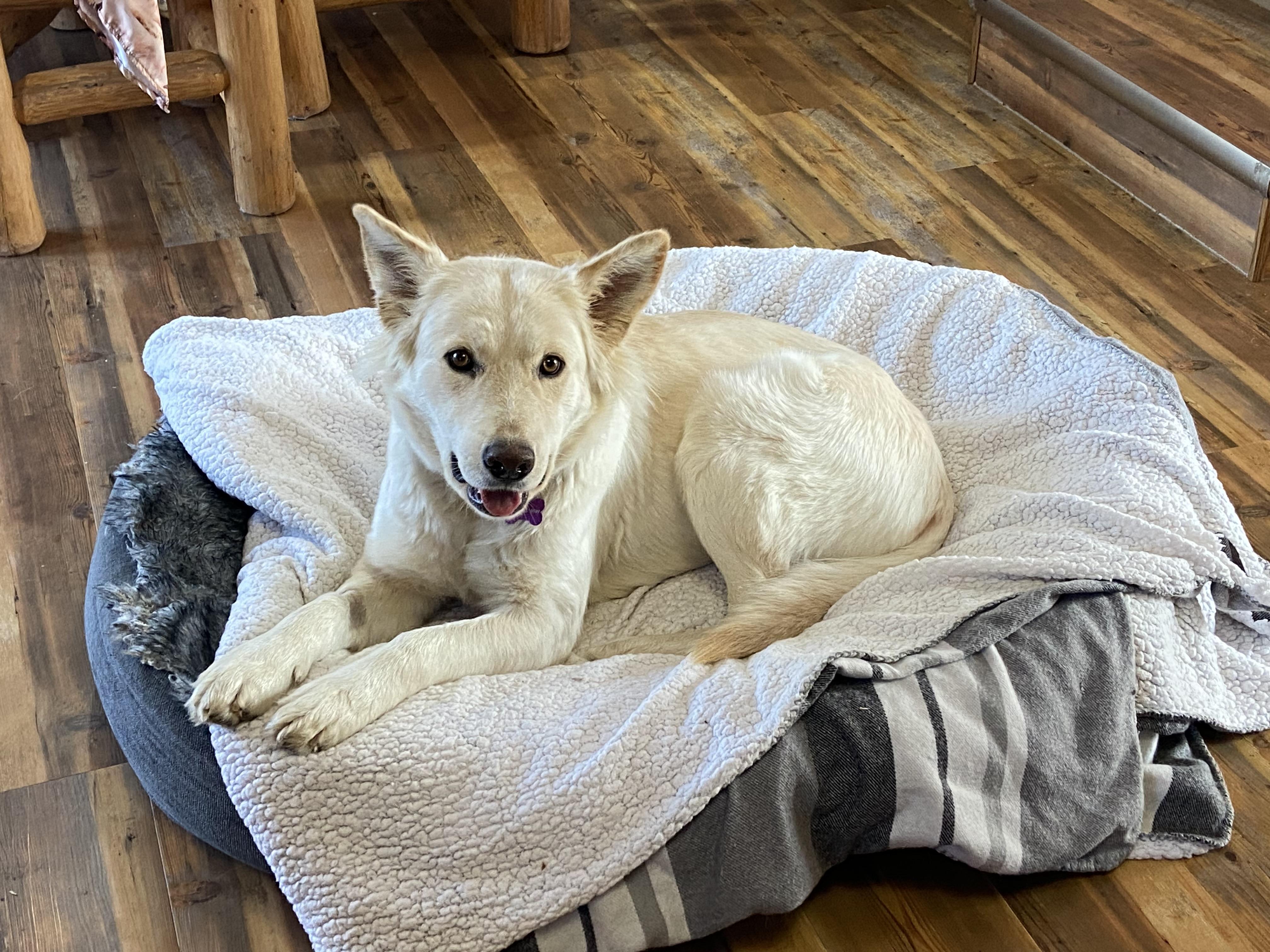 Enlarge River, a Adoptable mixed breed in Saskatoon, SK image 4/5