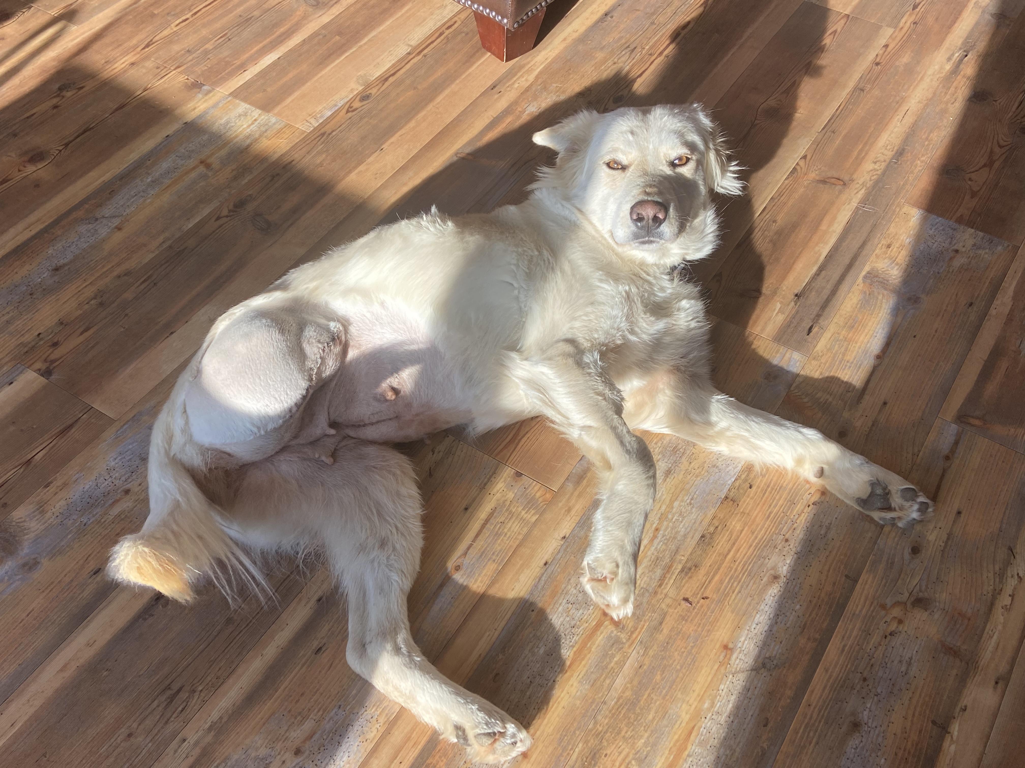 Enlarge River, a Adoptable mixed breed in Saskatoon, SK image 5/5