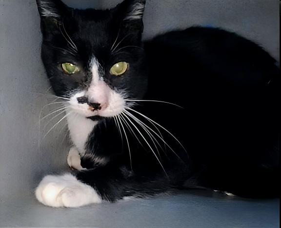 Enlarge MARTY, a Adoptable Domestic Short Hair in Baldwin Park, CA image 1/1