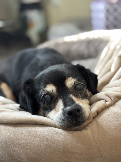 Elenore, a ADOPTABLE Mixed Breed in Missoula, MT image 1/2