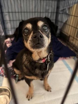 Elenore, a ADOPTABLE Mixed Breed in Missoula, MT image 2/2