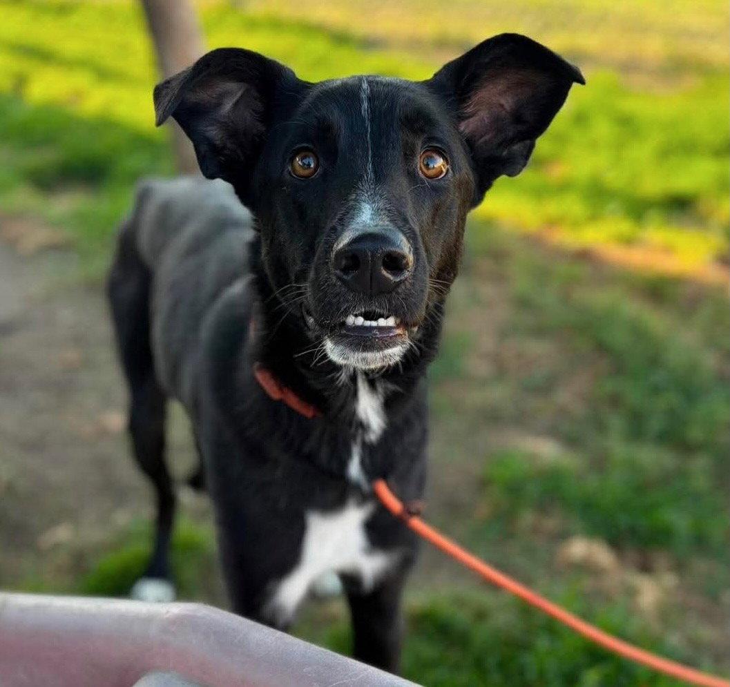 Syrus, Adoptable, Young Male Mixed Breed.