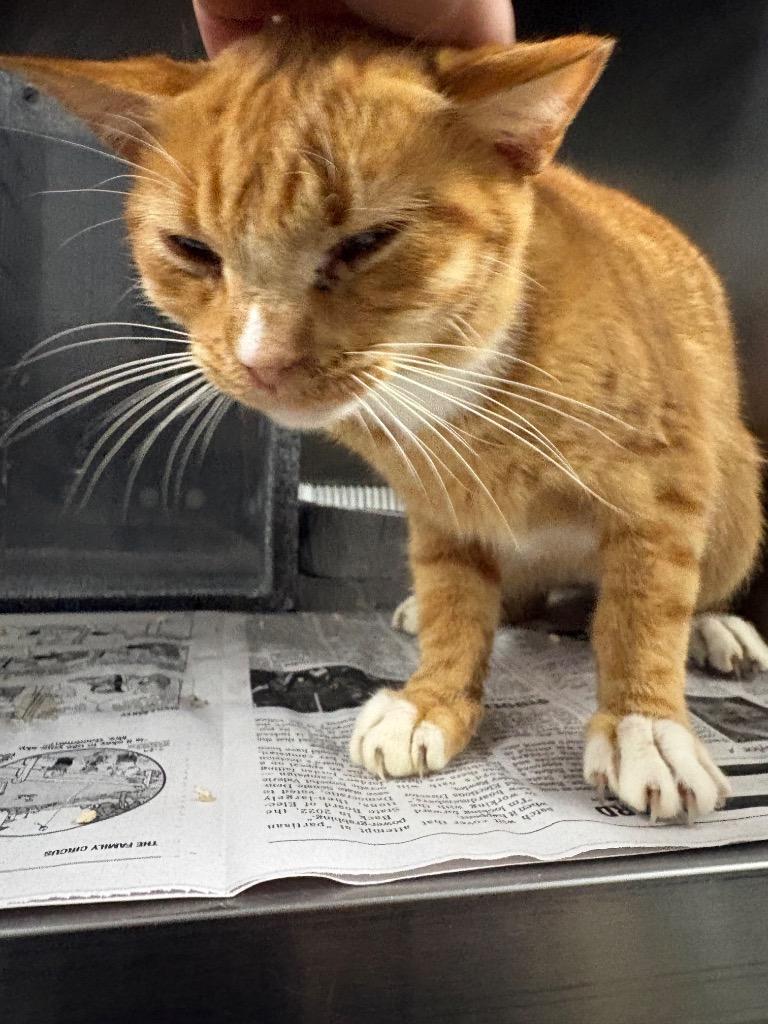 Orion, Adoptable, Young Male Domestic Short Hair.