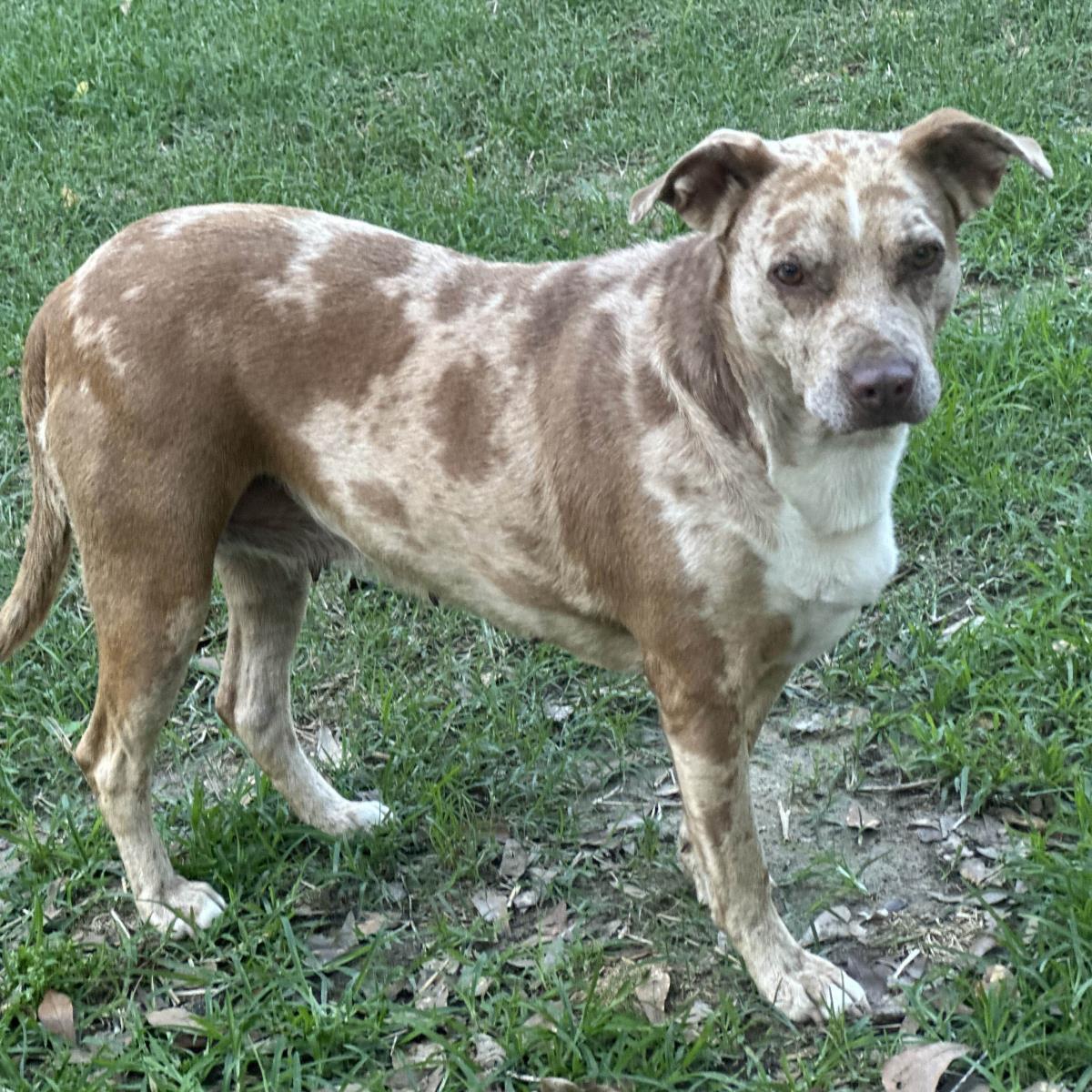 Bernadette, a Adoptable Catahoula Leopard Dog in NEWTOWN, PA image 2/3