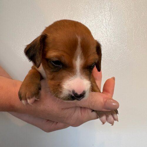 Enlarge Cash, a Adoptable mixed breed in Langley, BC image 2/2