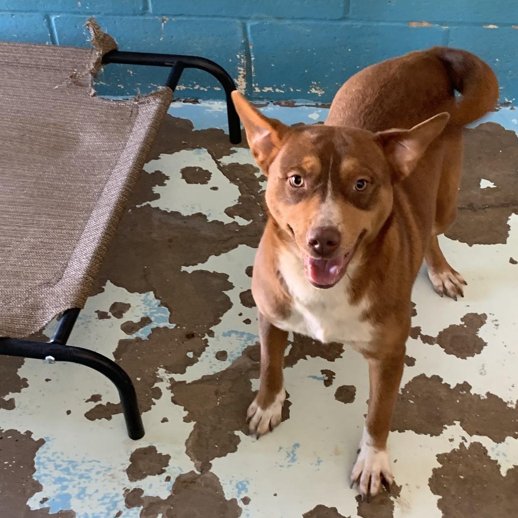 Rosey, adopted, Adult Female Pit Bull Terrier.