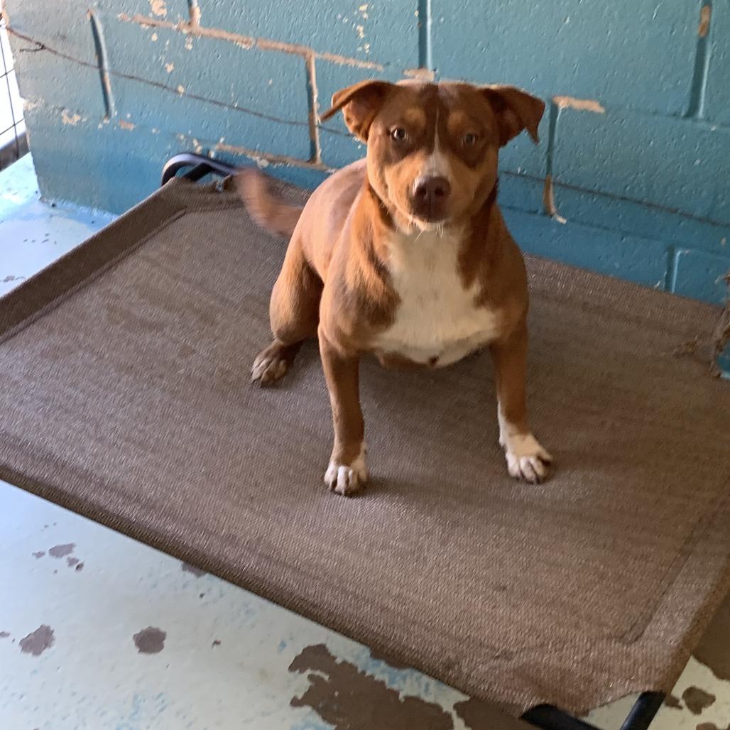 Rosey, an adopted Pit Bull Terrier in Hearne, TX image 2/2