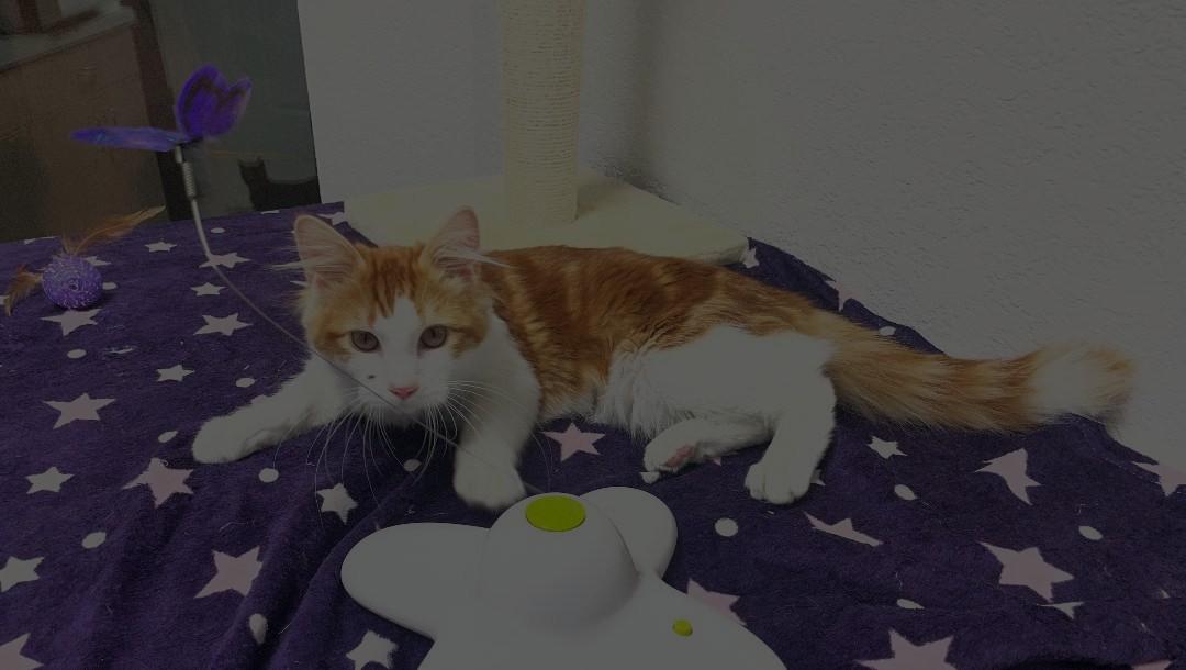 Maru, adopted, Young Male Domestic Medium Hair.