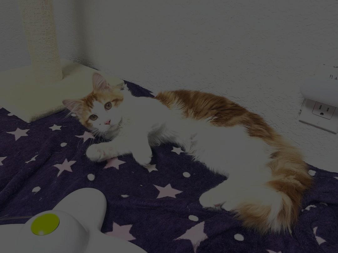 Enlarge Maru, an adopted Domestic Medium Hair in Pasco, WA image 2/3