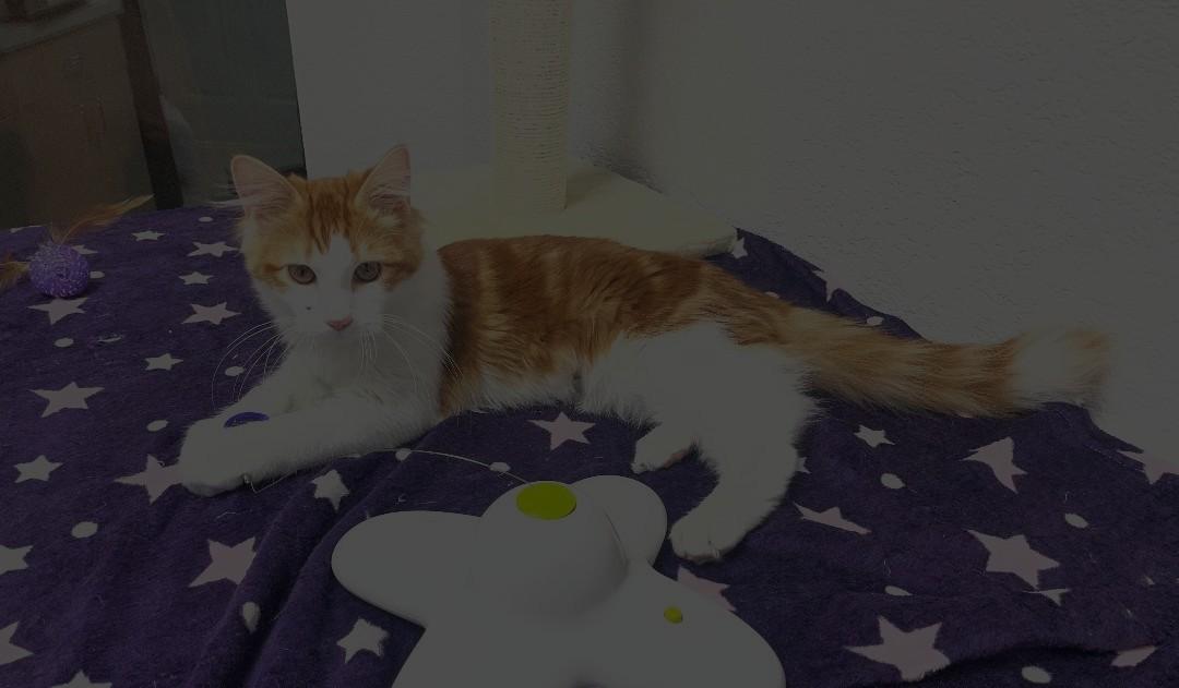 Enlarge Maru, an adopted Domestic Medium Hair in Pasco, WA image 3/3