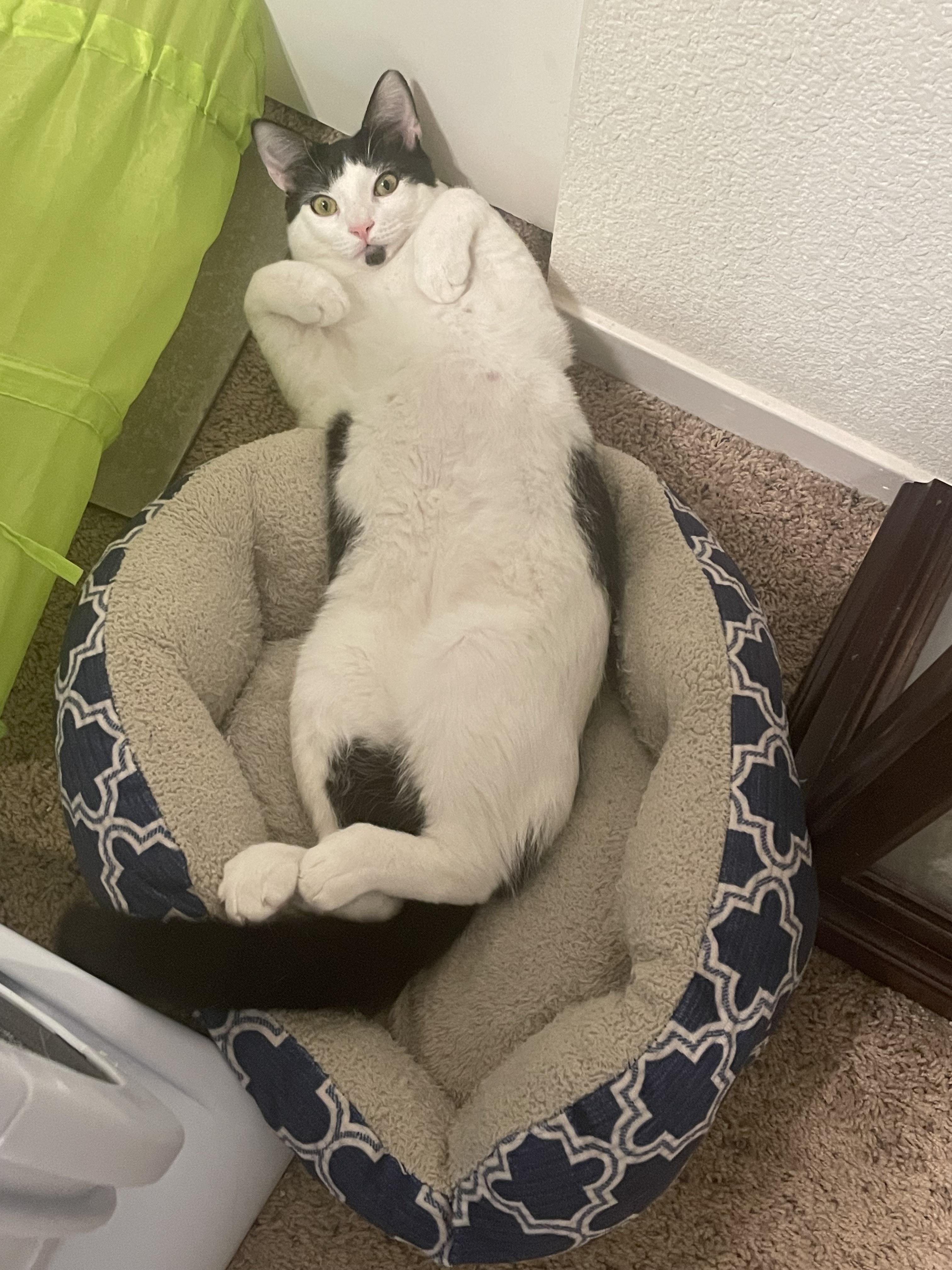 Enlarge Captain Hook, a Adoptable Domestic Short Hair in Tracy, CA image 1/6