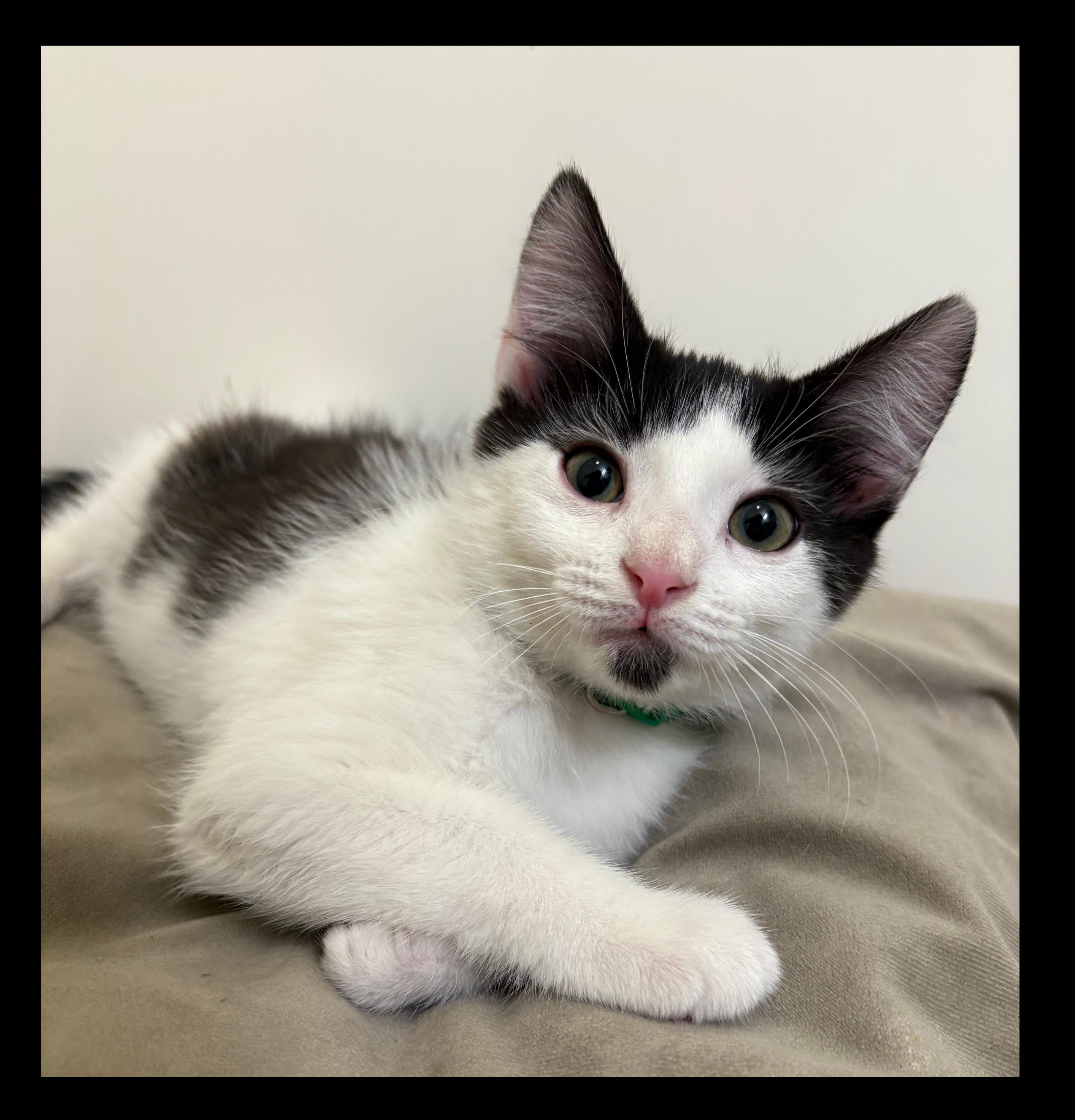 Captain Hook, Baby Male unknown