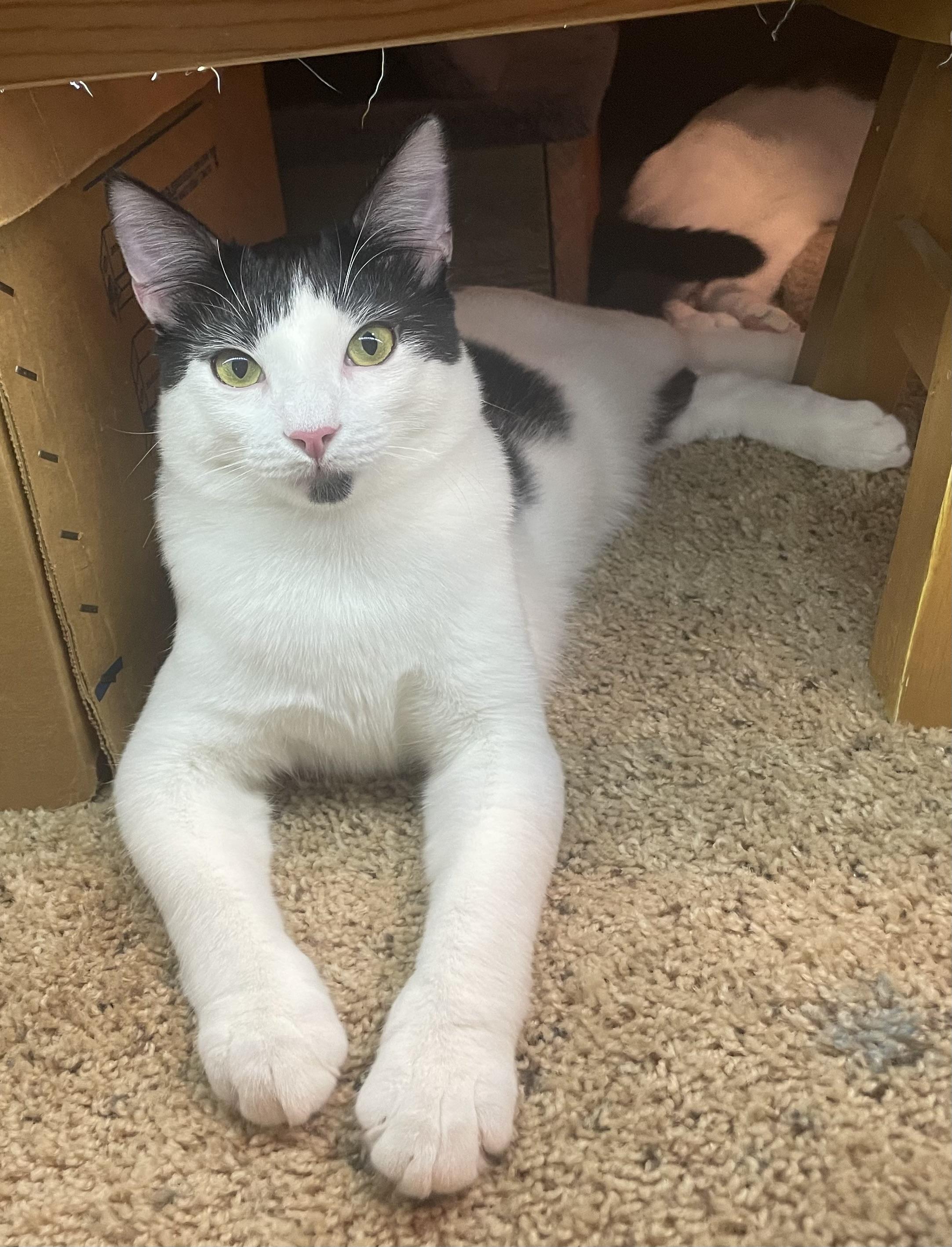 Enlarge Captain Hook, a Adoptable Domestic Short Hair in Tracy, CA image 4/6