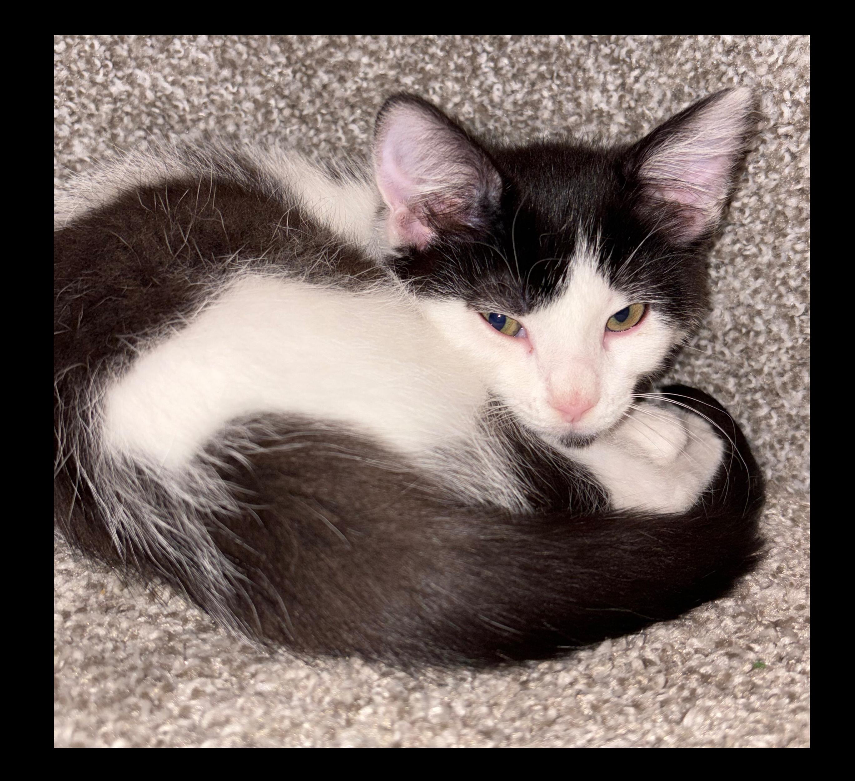 Enlarge Captain Hook, a Adoptable Domestic Short Hair in Tracy, CA image 5/6