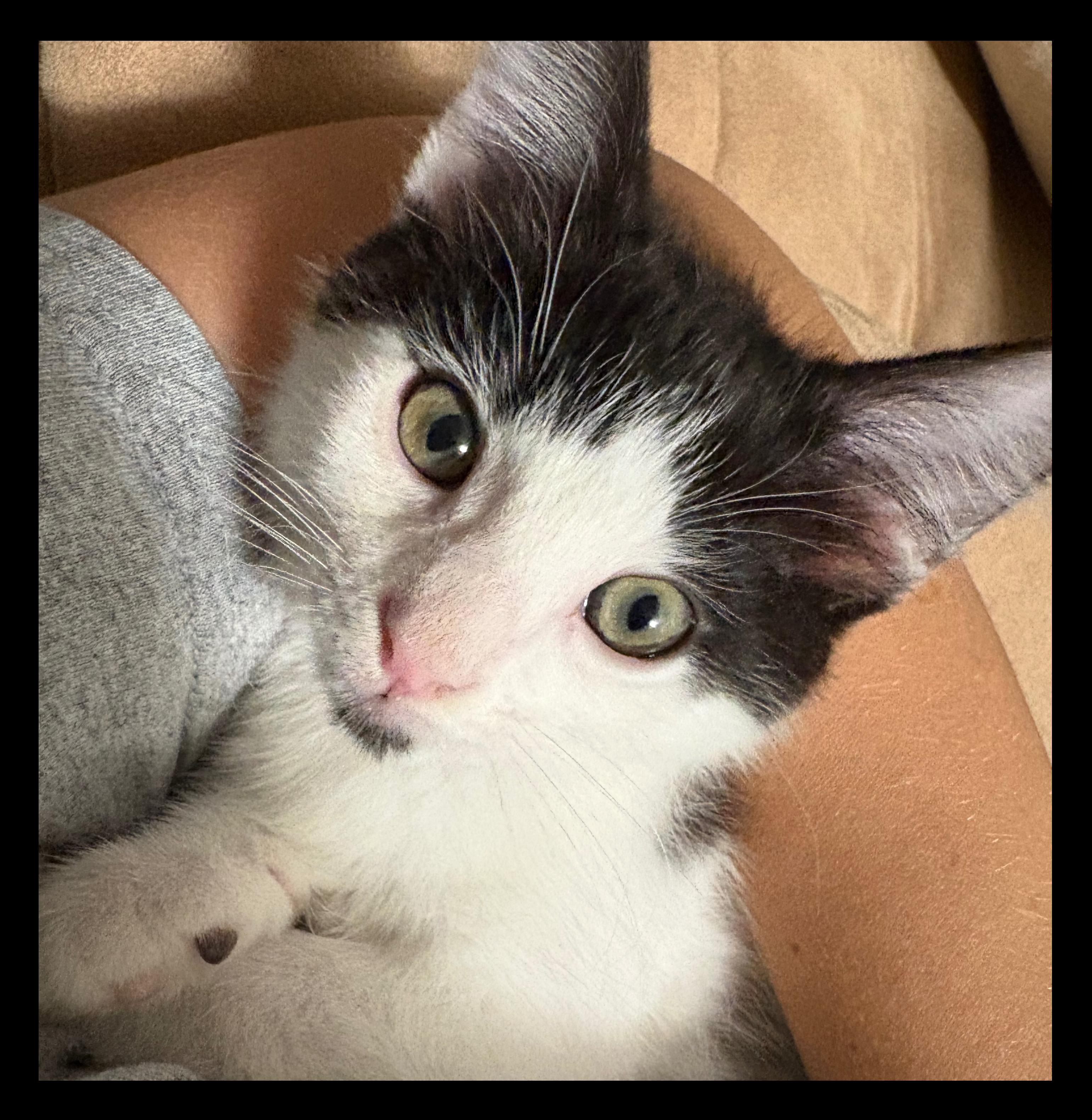 Enlarge Captain Hook, a Adoptable Domestic Short Hair in Tracy, CA image 6/6