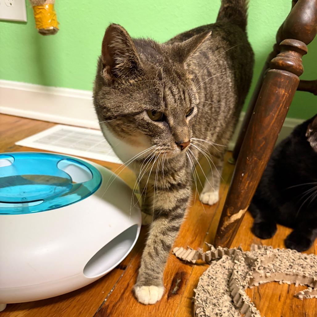 Enlarge Dumpling, a Adoptable Domestic Short Hair in Granville, OH image 1/5
