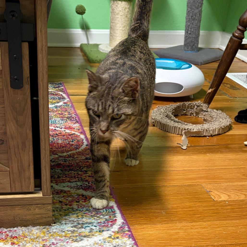 Enlarge Dumpling, a Adoptable Domestic Short Hair in Granville, OH image 2/5