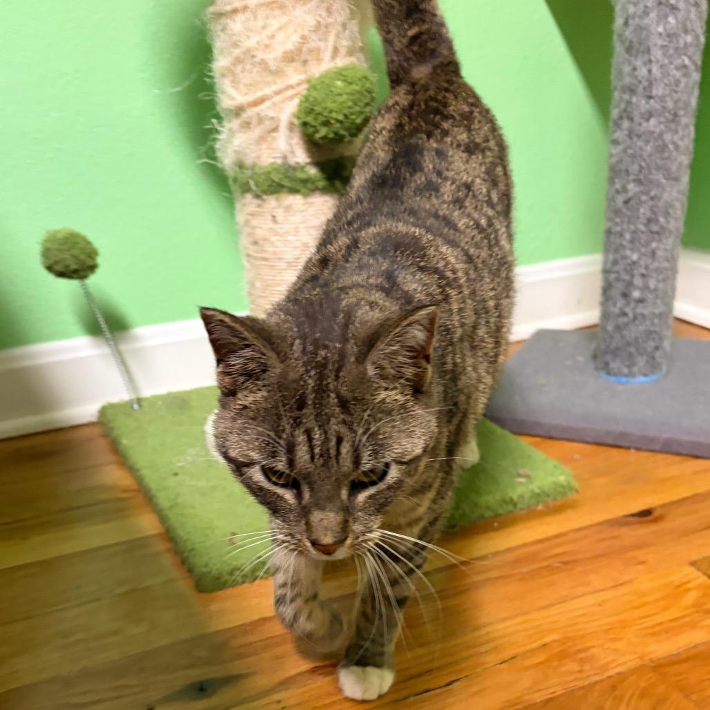 Enlarge Dumpling, a Adoptable Domestic Short Hair in Granville, OH image 3/5
