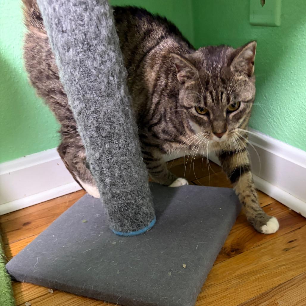 Enlarge Dumpling, a Adoptable Domestic Short Hair in Granville, OH image 4/5